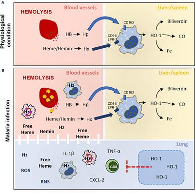 Heme on Pulmonary Malaria: Friend or Foe?